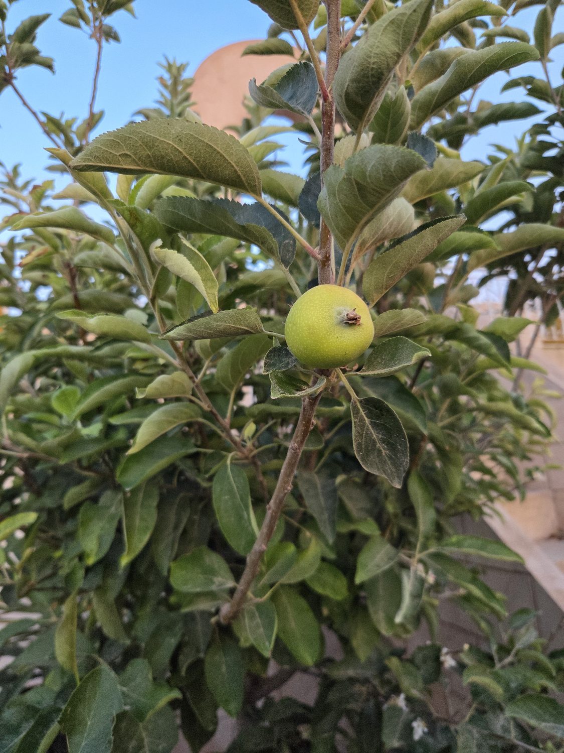 Apples ripening in the ranch garden