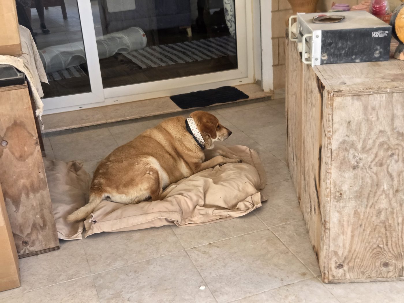 A dog resting in the shade by the door