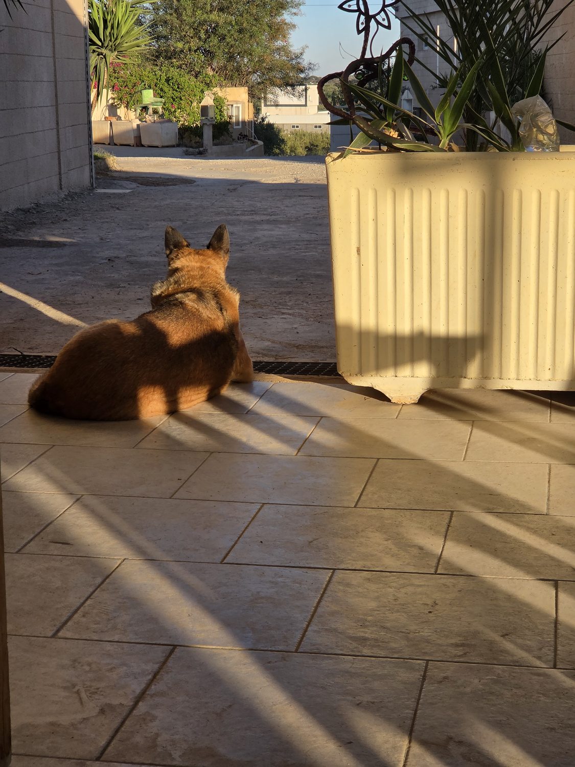 The ranch dog watching the yard in the evening sun