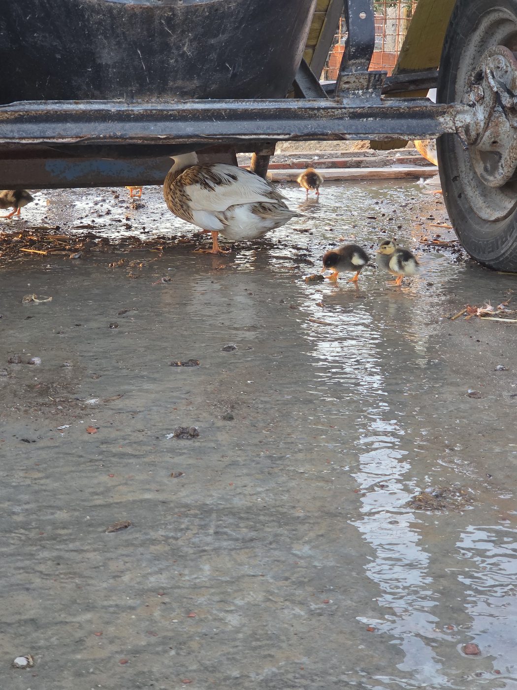Ducklings following their mother across the yard