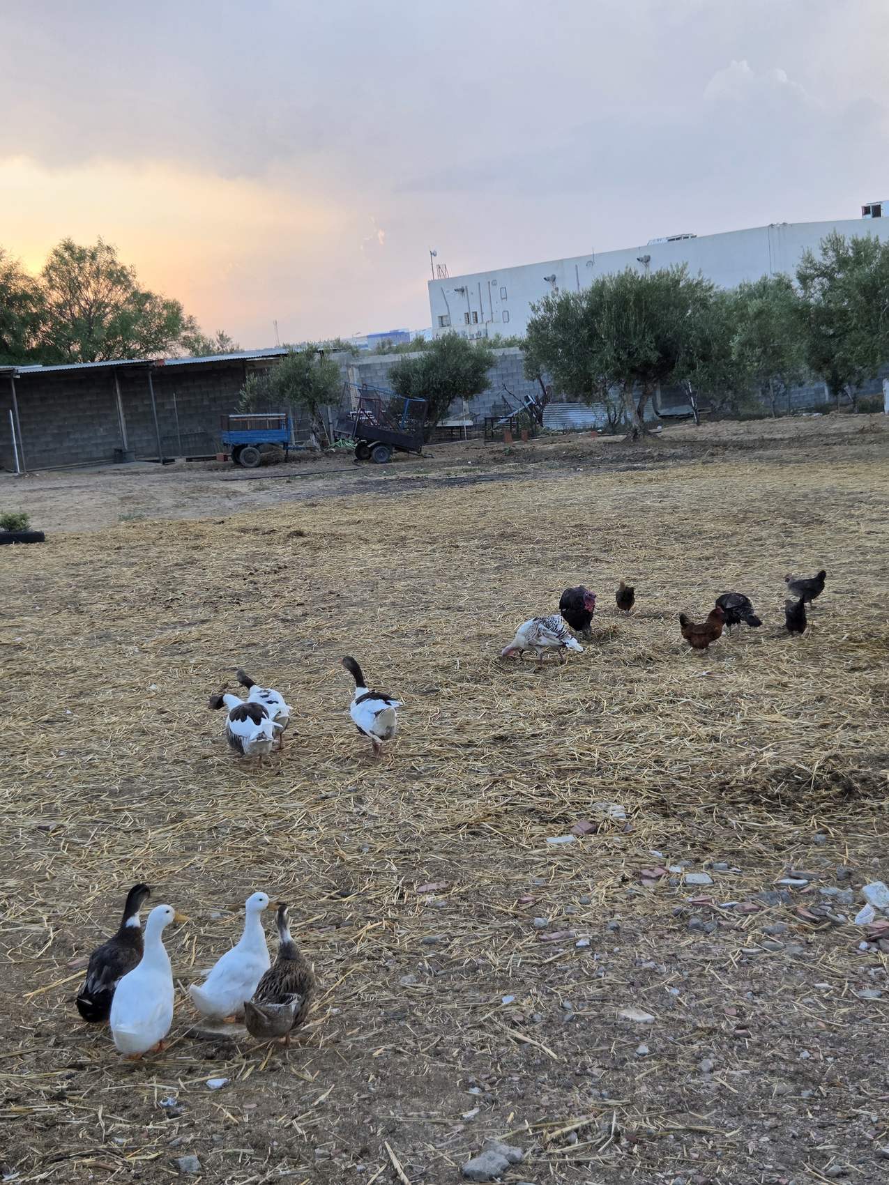 Ducks, geese and chickens on the straw at dusk