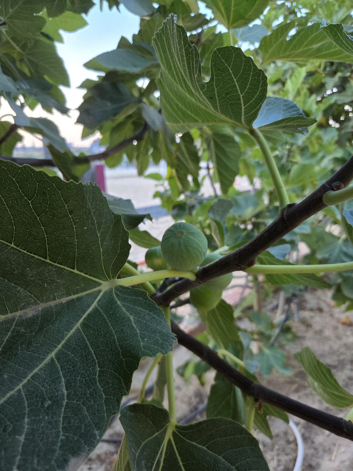 Figs ripening on the branch