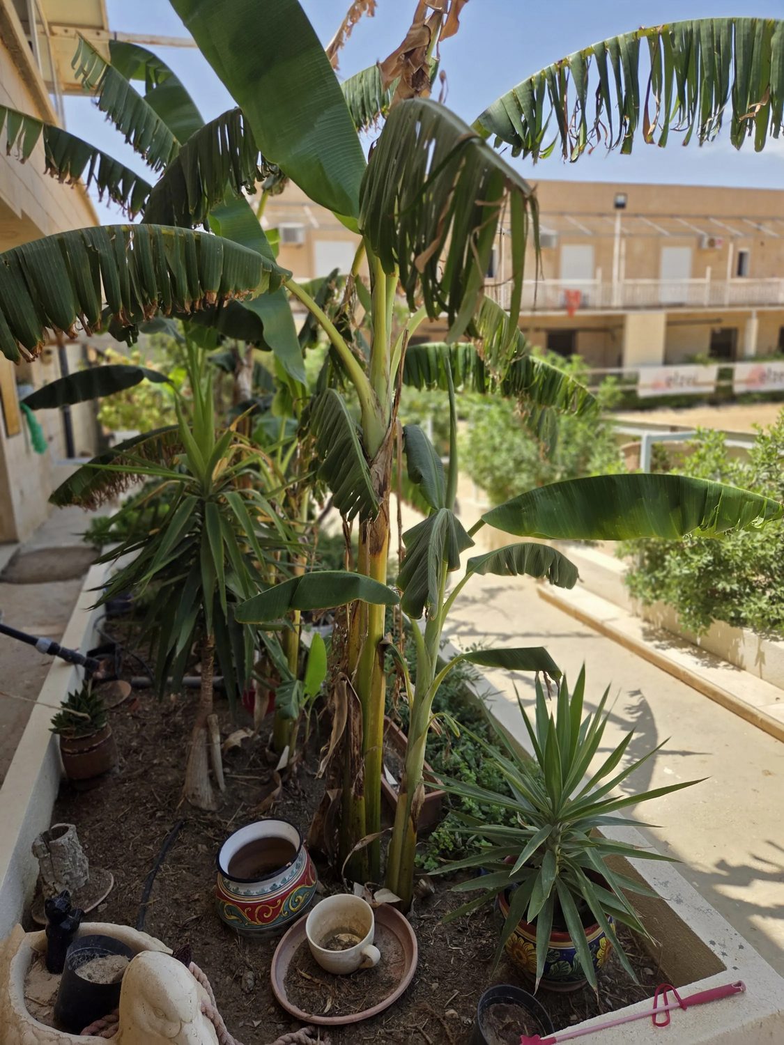 Banana palms in the planted courtyard
