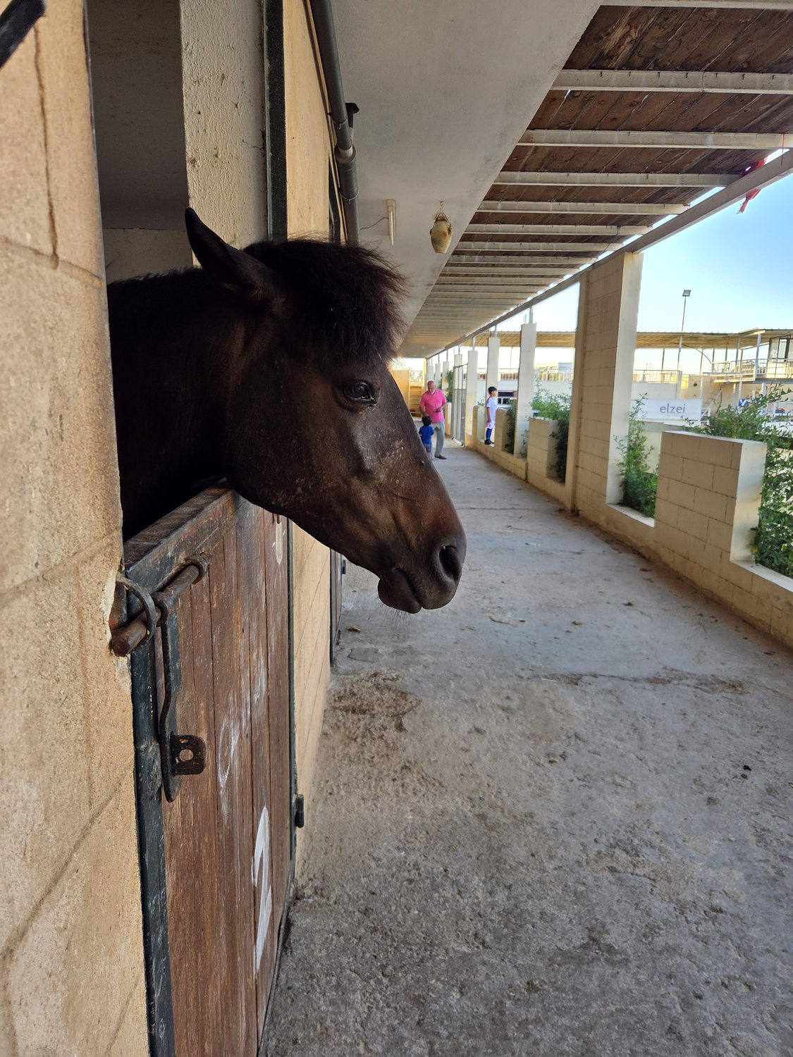 A bay horse looking out along the stable row