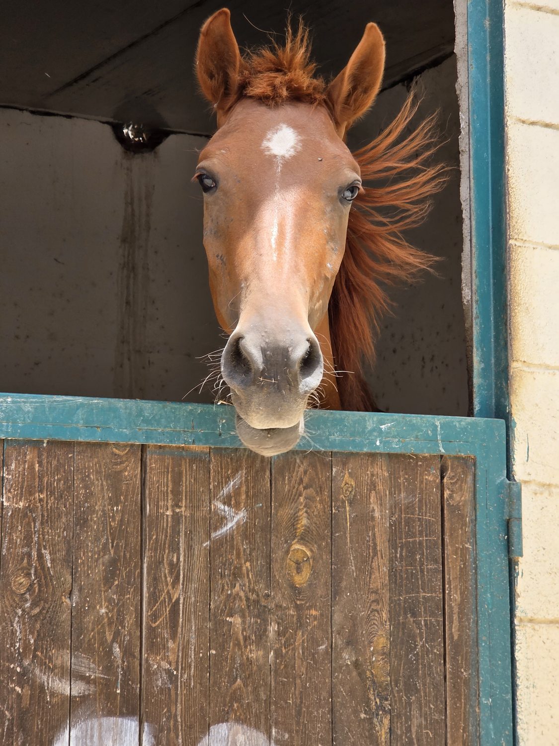 A chestnut horse at the stable door