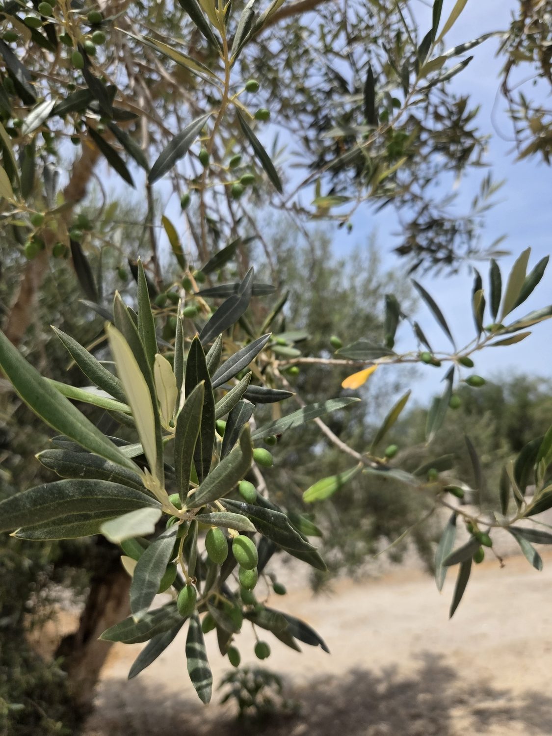 Green olives ripening on the branch