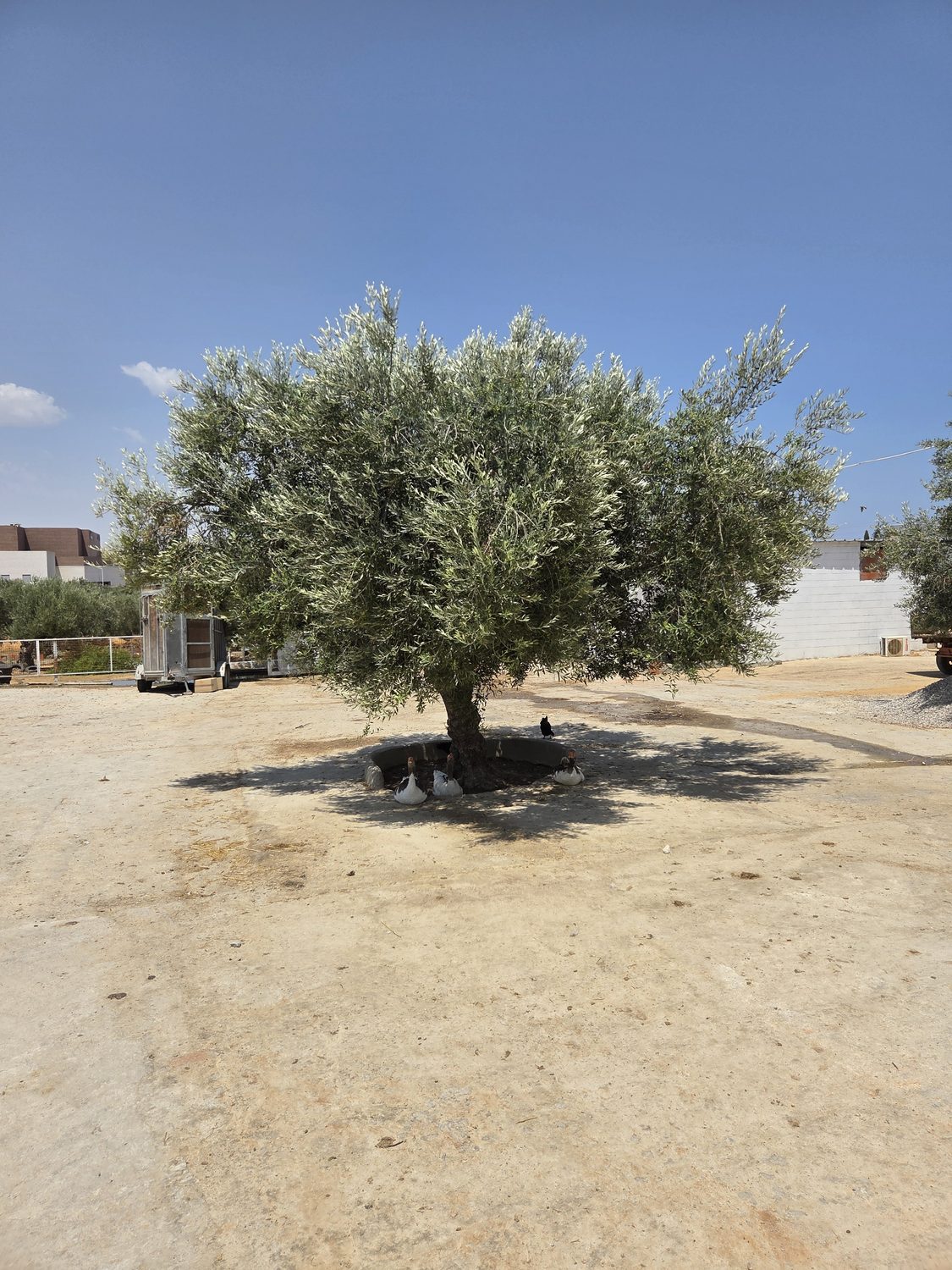 Ducks resting in the shade of the old olive tree