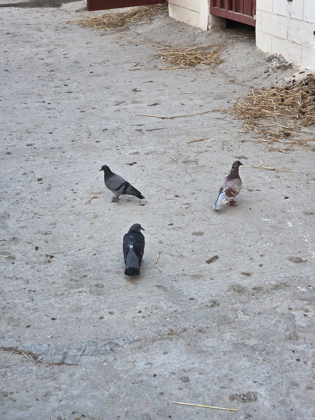 Pigeons picking over the yard by the stables
