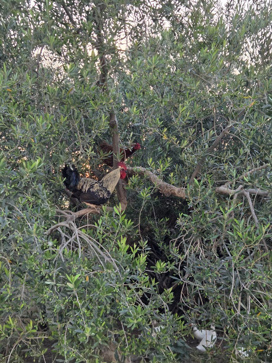 Chickens roosting in the olive branches