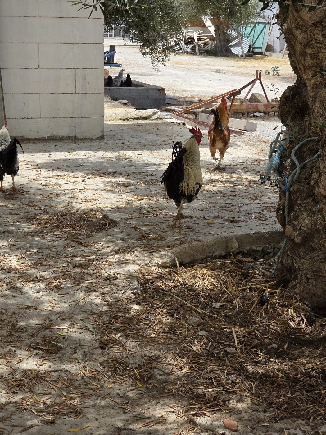 Roosters crossing the yard under the olive trees