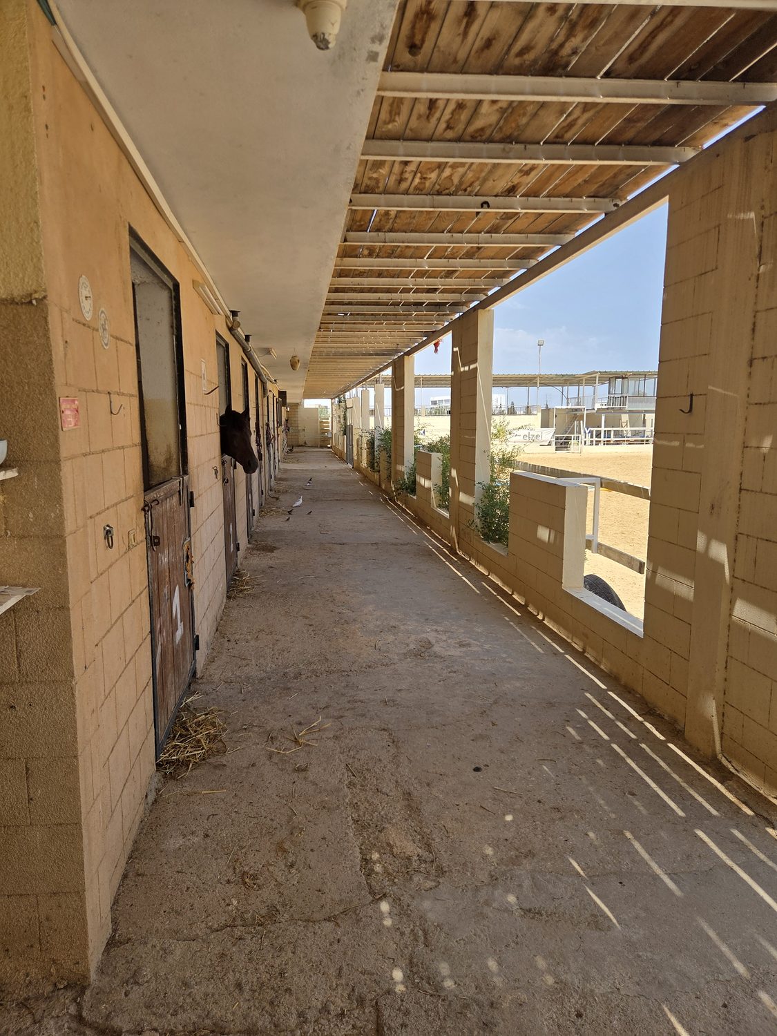 The stable row, a horse looking out over its door