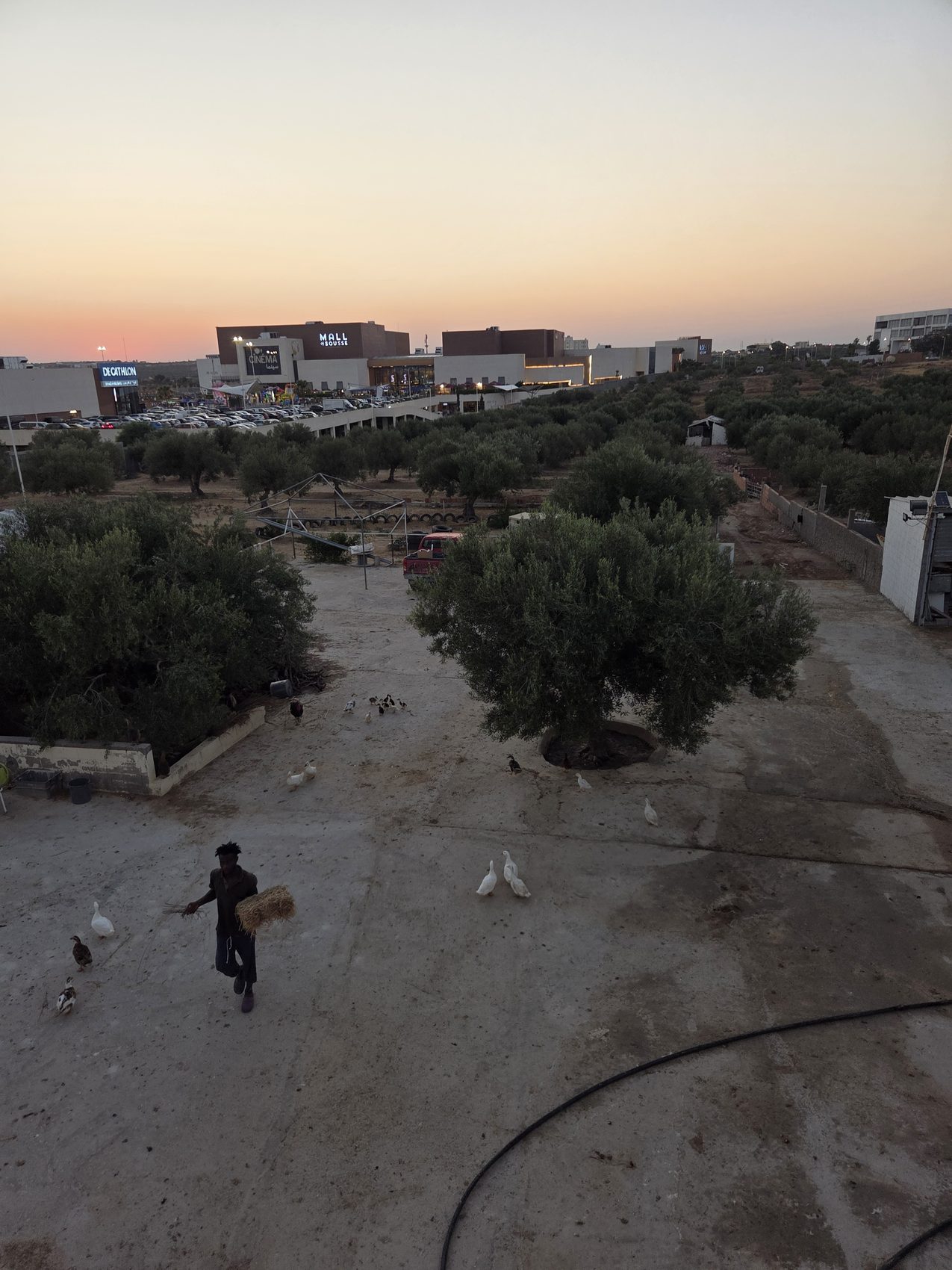The ranch grounds and olive groves at sunset