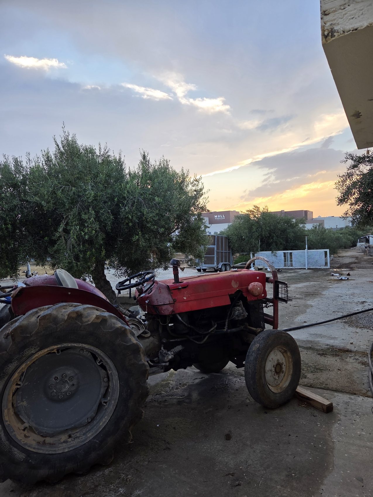 The tractor parked under the olive tree at sunset